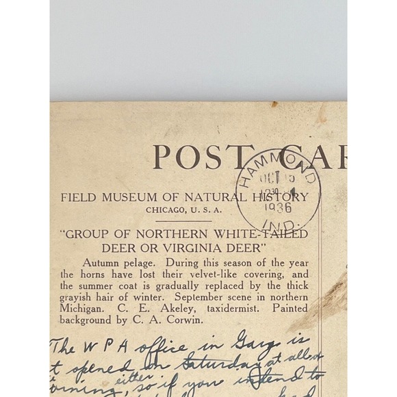 Vintage 1936 RPPC Ephemera Postcard White Tailed Deer Museum Natural History SEE - Picture 5 of 5